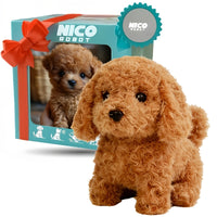 Brown Teddy Puppy Gift Box